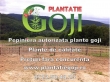 Plante goji de calitate livrate cu certificat de calitate