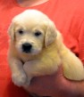 Mascul Golden Retriever Splendid