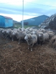 Vând 22 berbeci Merinos de Palas